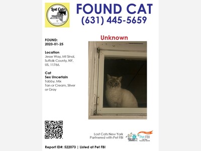 Lost cat