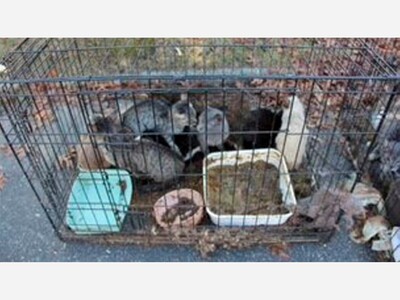 .  Suffolk Police report that cats taken from a residence in Islip were inhabiting an environment of hoarding.