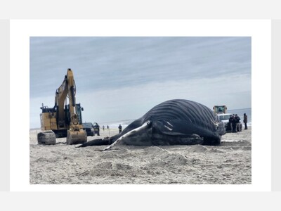  A Humpback Whale was found beached and passed away on the South Shore beach.