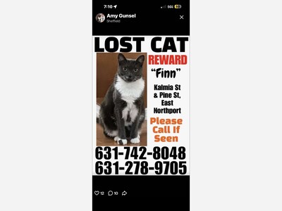 Missing cat Finn
