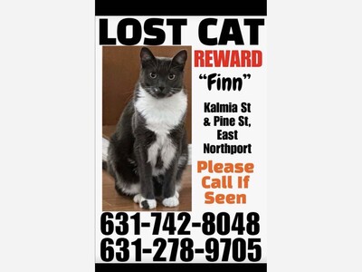 Lost cat 