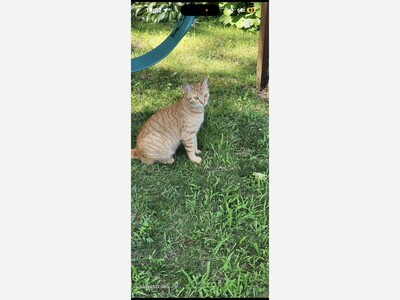 Lost cat Pumpkin 