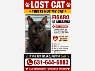 Missing cat Figaro