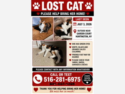 Lost cat 