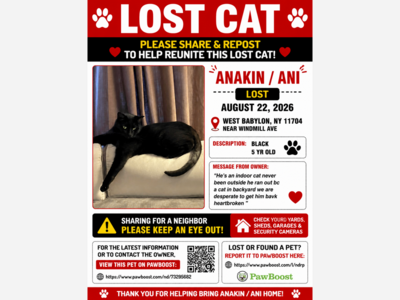 Lost cat 