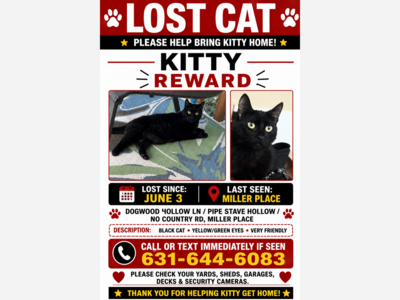 Lost cat Kitty