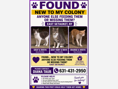 Found cats 
