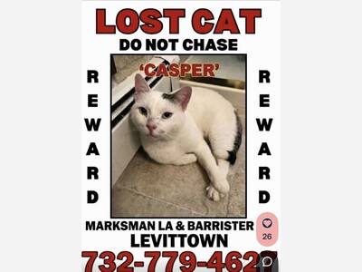Missing cat Casper 