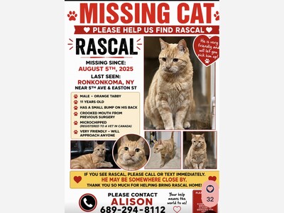 Missing cat Rascal
