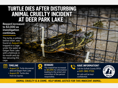 Turtle Dies After Disturbing Animal Cruelty Incident at Deer Park Lake; Reward Increased to $3,000