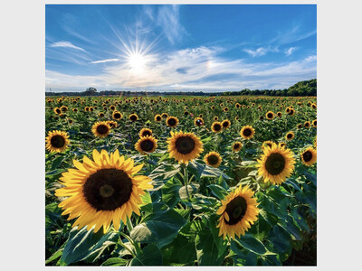 Sunflower Festival at Waterdrinker